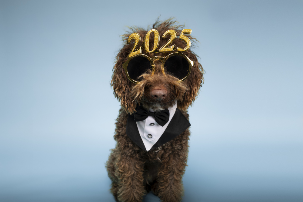 image of dog with 2025 glasses